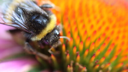 die fleissigen Honigsammler sind wieder unterwegs
