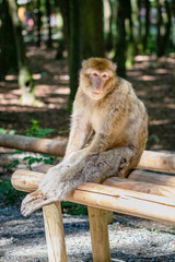 Affe sitzend auf einer Bank