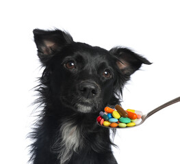 Fototapeta na wymiar Adorable black dog and spoon full of different pills on white background. Vitamins for animal