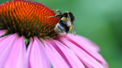 die fleissigen Honigsammler sind wieder unterwegs
