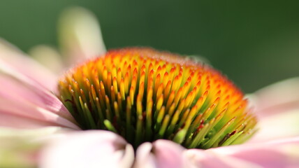 Wundersch&ouml;ne Bl&uuml;ten im Stadtgarten Neuss