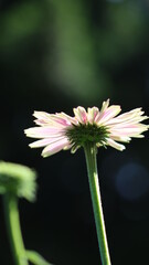 Wundersch&ouml;ne Bl&uuml;ten im Stadtgarten Neuss