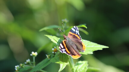 wundersch&ouml;ner Schmetterling ruht sich aus