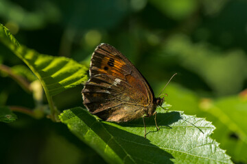 Obraz na płótnie Canvas Close up of a Arran Brown butterfly