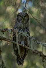 Close up of a Great gray owl sitting in a tree in the forest