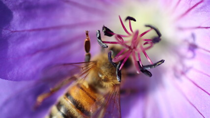 die fleissigen Honigsammler sind wieder unterwegs
