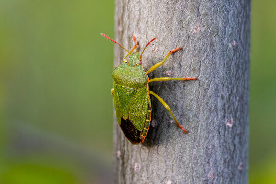 Close up of a green and red shield bug