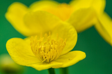 Fototapeta premium Close up of a Marigold flower