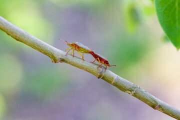 Close up of two shield bugs mating
