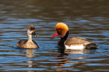 Red-crested Pochard, Netta rufina swimming in a lake at Munich, Germany