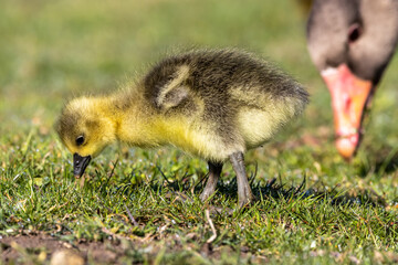 Beautiful yellow fluffy greylag goose baby gosling in spring, Anser anser