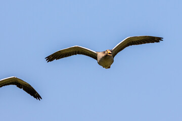 The flying greylag goose, Anser anser is a species of large goose