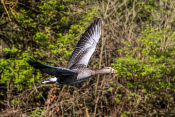 The flying greylag goose, Anser anser is a species of large goose