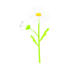 daisie icon isolated on a white background