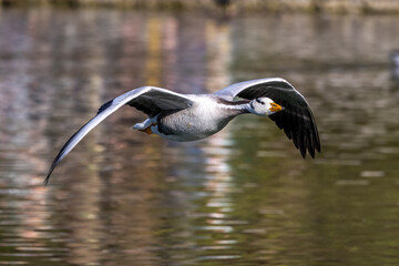 The bar-headed goose, Anser indicus flying over a lake in English Garden in Munich