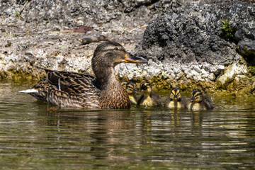 Wild duck or mallard, Anas platyrhynchos family with young goslings at a lake in Munich, Germany