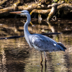 Grey heron, Ardea cinerea, a massive gray bird wading through a flat lake searching for fish