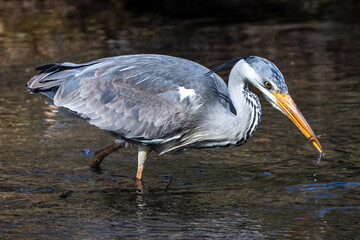 While fishing in the moving water a grey heron, Ardea cinerea successfully caught a fish.