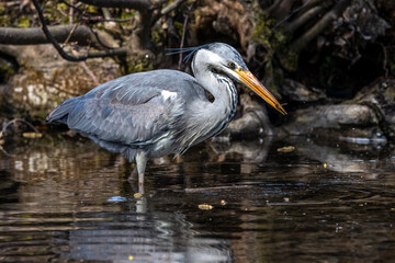 While fishing in the moving water a grey heron, Ardea cinerea successfully caught a fish.