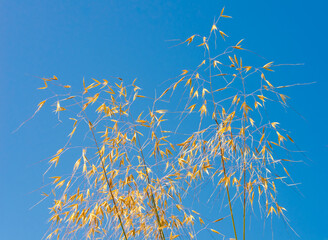 Stipa gigantea golden oat grass Poaceae against blue sky