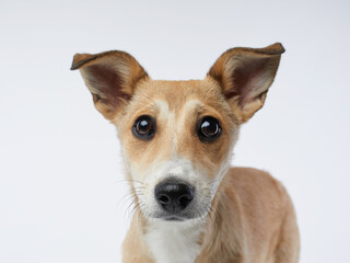 puppy with big beautiful eyes. dog on a light grey background, mix breed