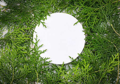 Creative arrangement of green thuja on a painted board and a white empty round frame that copies the space. The concept of summer, spring or ecology. selective focus