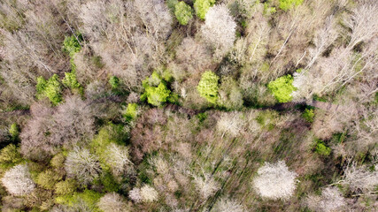 An aerial view of a forest area before spring in Germany. It is a mixed forest whose leaves are not...