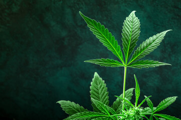 Cannabis sativa leaf on a dark background with copy space. Healthy marijuana plant