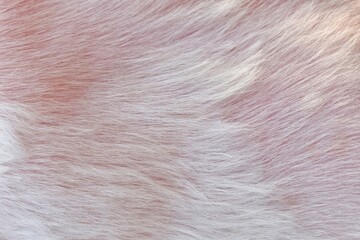 white fur background