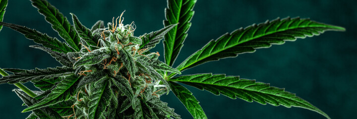 Cannabis plant panoramic header. Marijuana flowers and leaves panorama. Growing cannabis for medical purposes