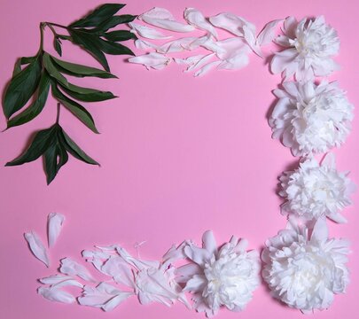 Wreath made of peonies flowers on a pastel pink background. Frame made of beautiful peonies on white background, flat lay with space for text. Floral composition