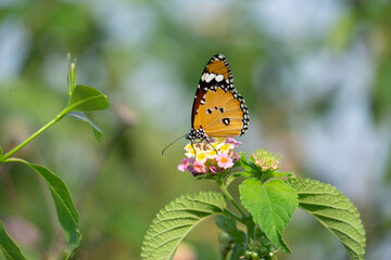 Common tiger butterfly, Danaus genutia, Satara Maharashtra india