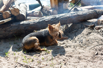 a Yorkshire terrier dog lies on the sand near the firewood - Powered by Adobe