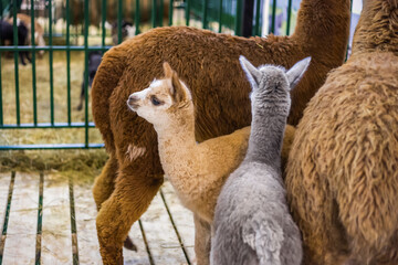 Portrait of cute little alpacas at agricultural animal exhibition, trade show. Farming, family,...