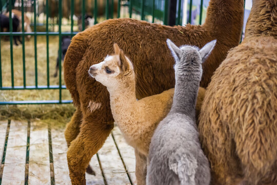 Portrait of cute little alpacas at agricultural animal exhibition, trade show. Farming, family, agriculture industry, livestock, animal husbandry concept