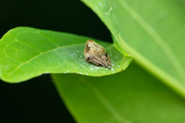 Eriovixia gryffindori on leaf, Satara, Maharashtra, India