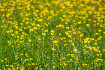 Green meadow with yellow bulbous buttercup flowers in early summer - seasonal Nature background 2 - obrazy, fototapety, plakaty