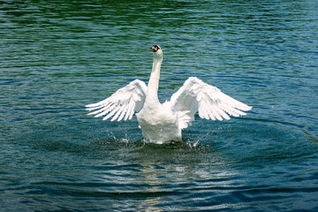 Fototapeta premium Happy female mute swan flapping her wings in beautiful water in caldecotte lake 1