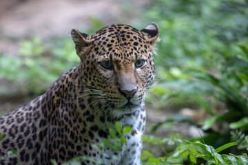 Naklejka na ściany i meble Sri Lankan leopard in the jungle