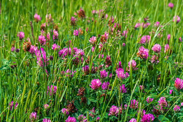 Red Clover or Trifolium pratense blooming in wild grass field in early summer - seasonal Nature background
