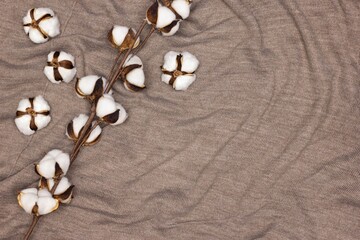 Cotton sprig with white cotton flowers on brown blanket. Top view, flat lay. Copy space. Cozy abstract background