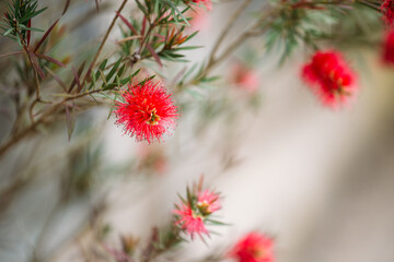 Crimson bottlebrush plant
