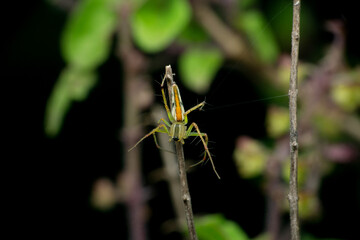 Orange backed Lynx Spider, Female, Oxyopes kohaensis, Satara, Maharashtra, India