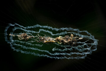 Adult Trashline orb web spider, Cyclosa species,  Satara, Maharashtra, India