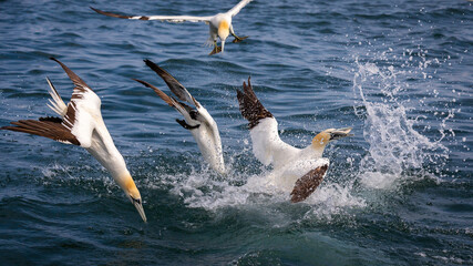 Fototapeta na wymiar Northern Gannets Diving & Flying At Bempton Cliffs UK