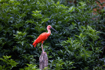 A Scarlet Ibis sits on a tree