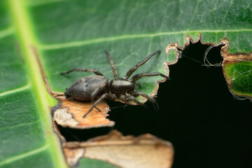 Callilepis nocturna, Linnaeus, 1758 a ground spider. Satara, MAharashtra india