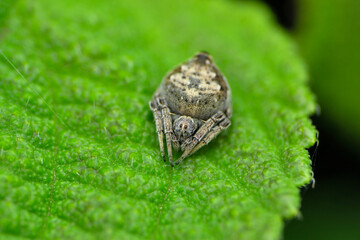 Closeup of Eriovixia species, Satara, Maharashtra, India