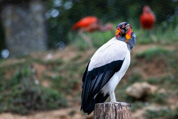 A king vulture resting on the mountain