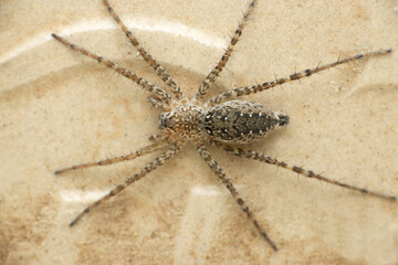Hippasa holmerae, Lawn wolf spider, Satara, Maharashtra, India